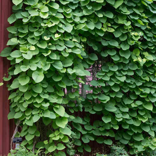 Aristolochia macrophylla