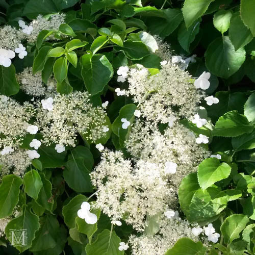 Hydrangea anomala ssp. petiolaris