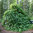 Hydrangea anomala ssp. petiolaris