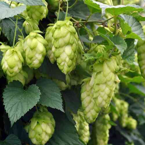 Humulus lupulus 'Magnum'
