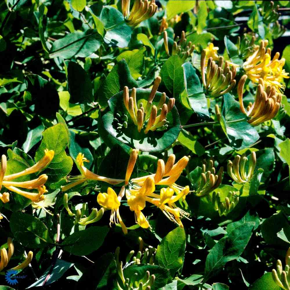 Lonicera caprifolium