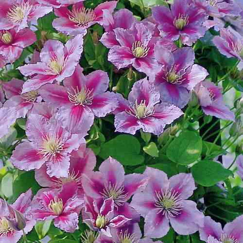 Clematis 'Piilu', Patens-Ryhmä 