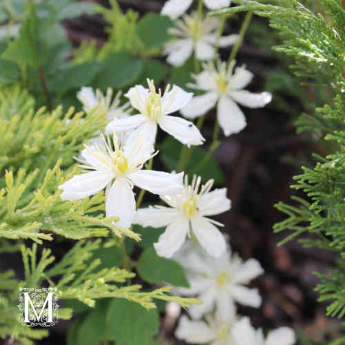 Clematis 'Paul Farges' 