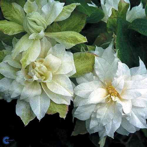 Clematis 'Duchess of Edinburgh'