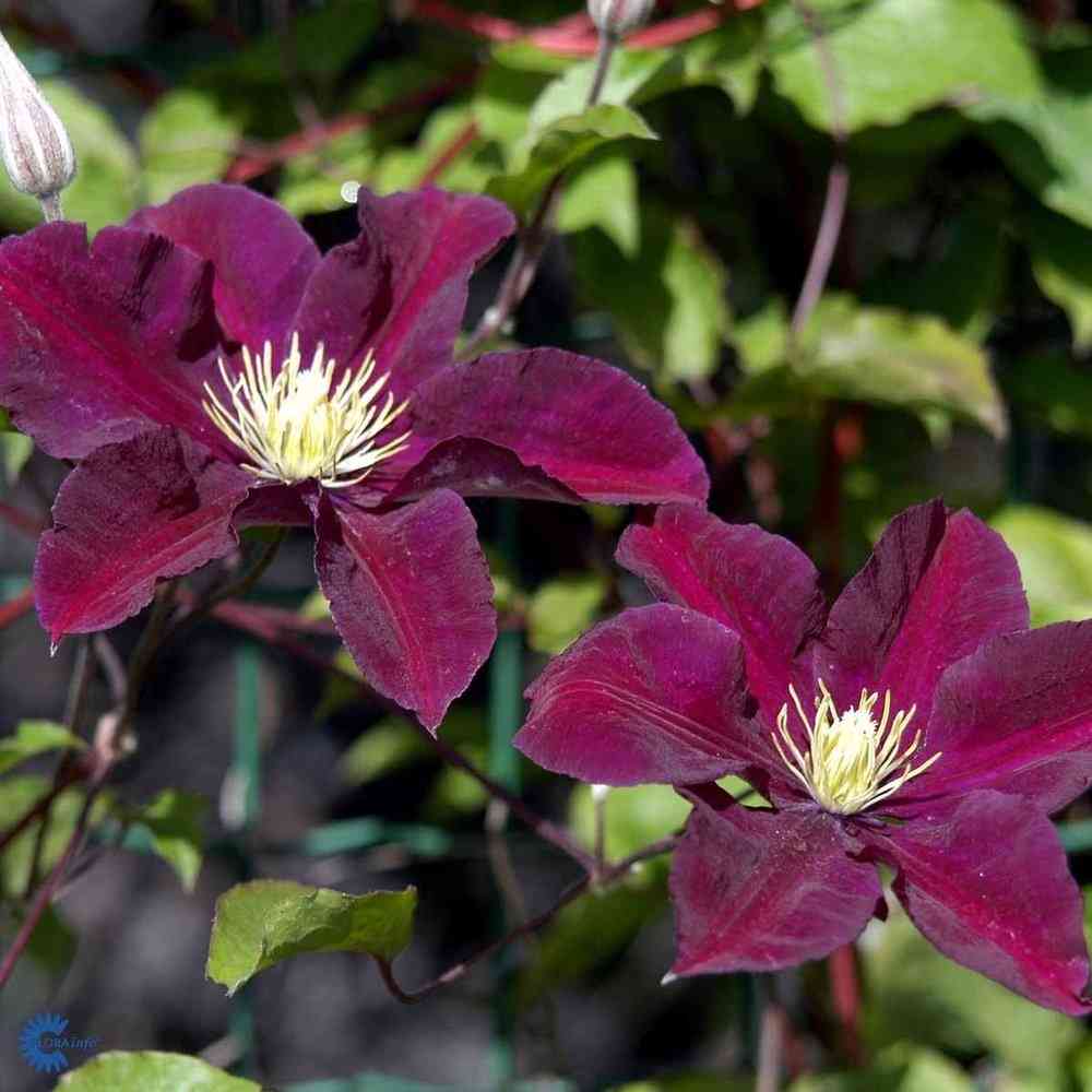 Clematis  'Warszawska Nike'