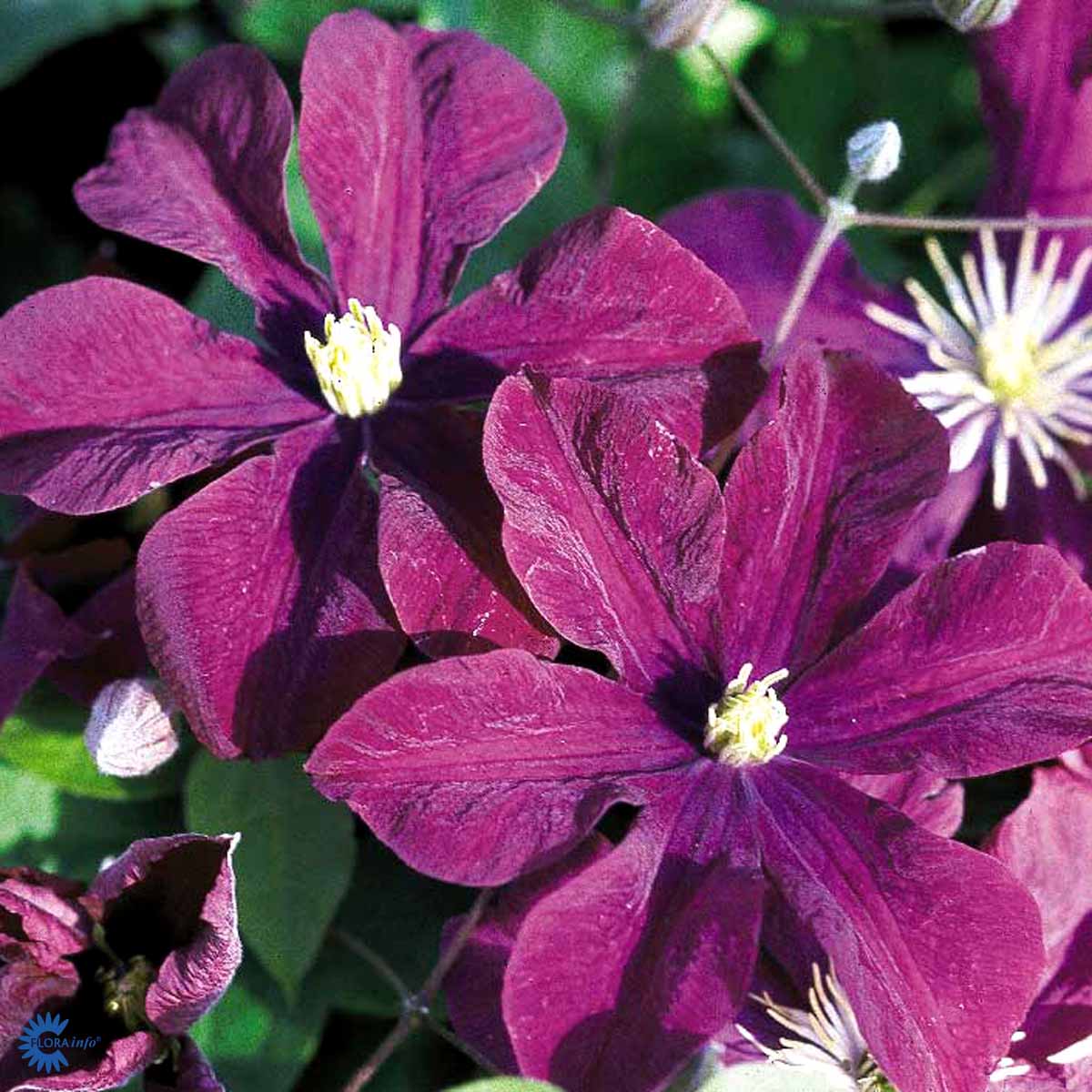 Clematis  'Warszawska Nike'
