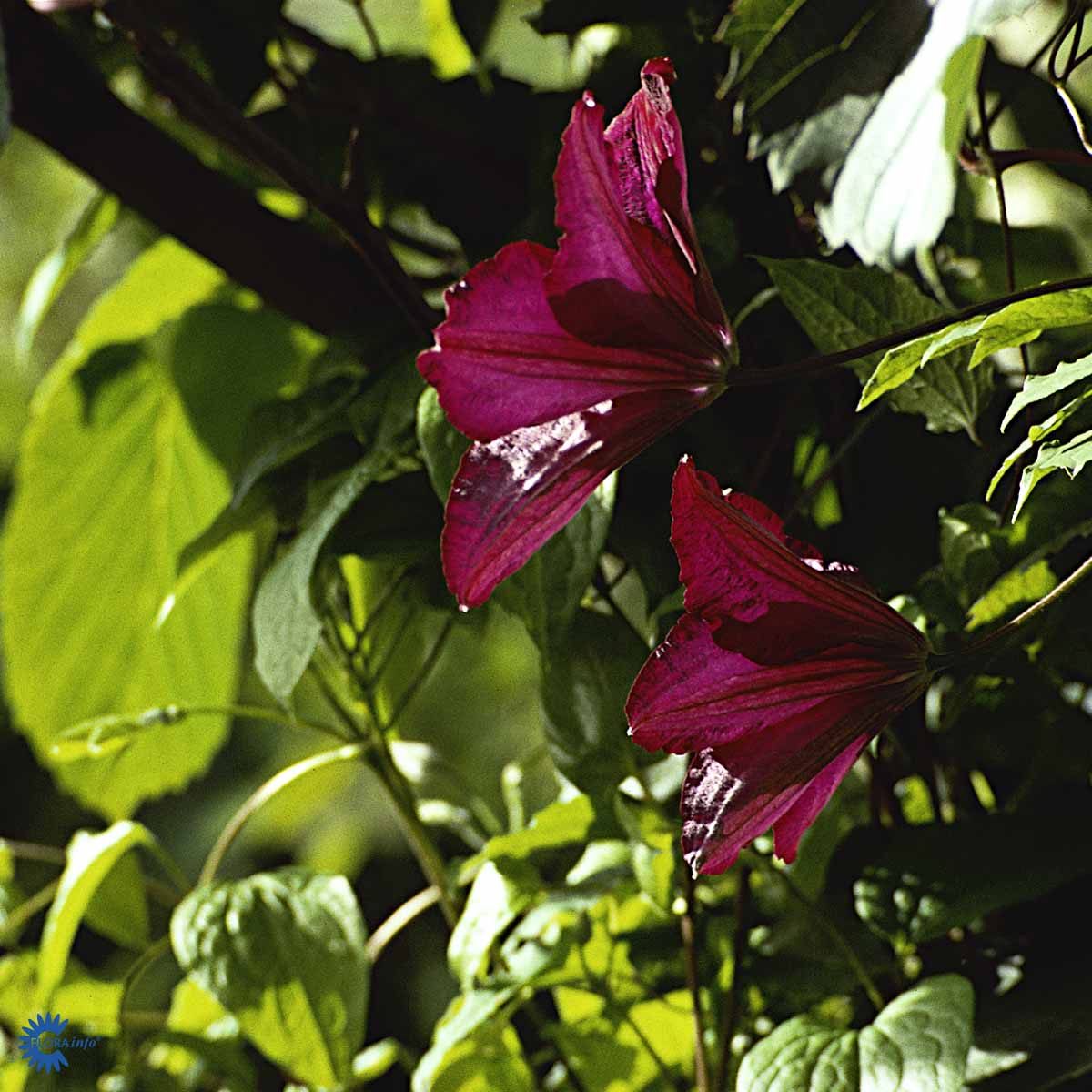 Clematis  'Warszawska Nike'