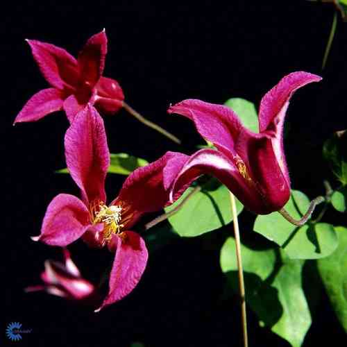 Clematis 'Princess Diana'