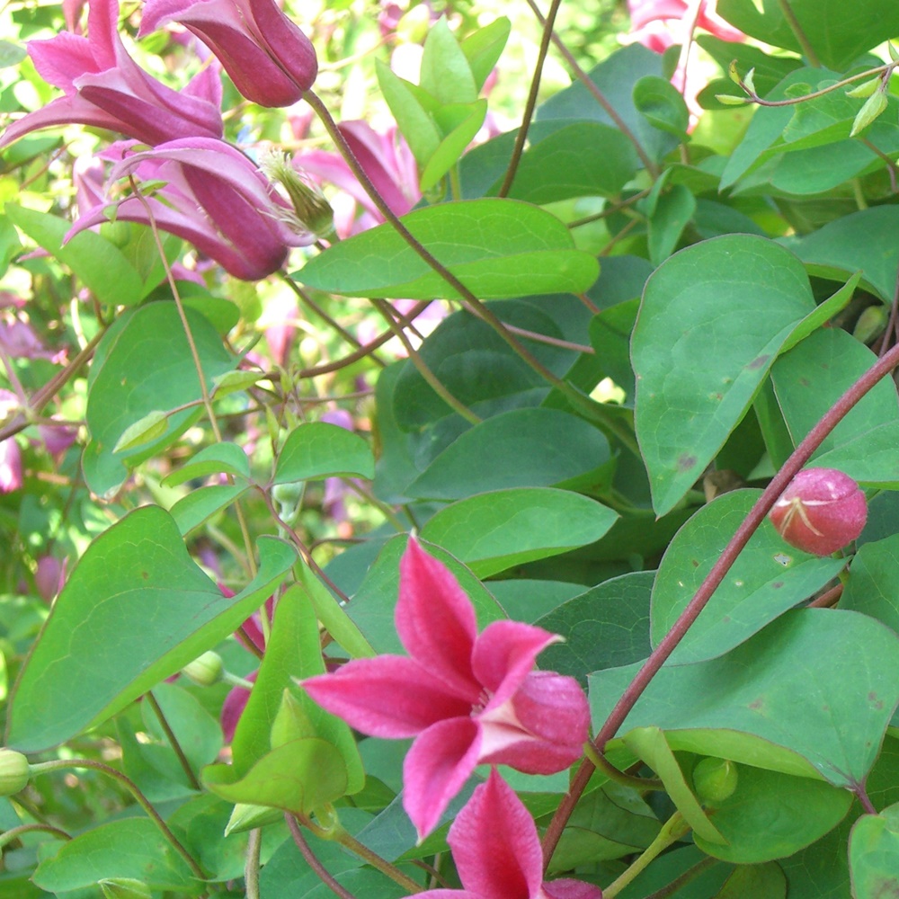 Clematis 'Princess Diana'