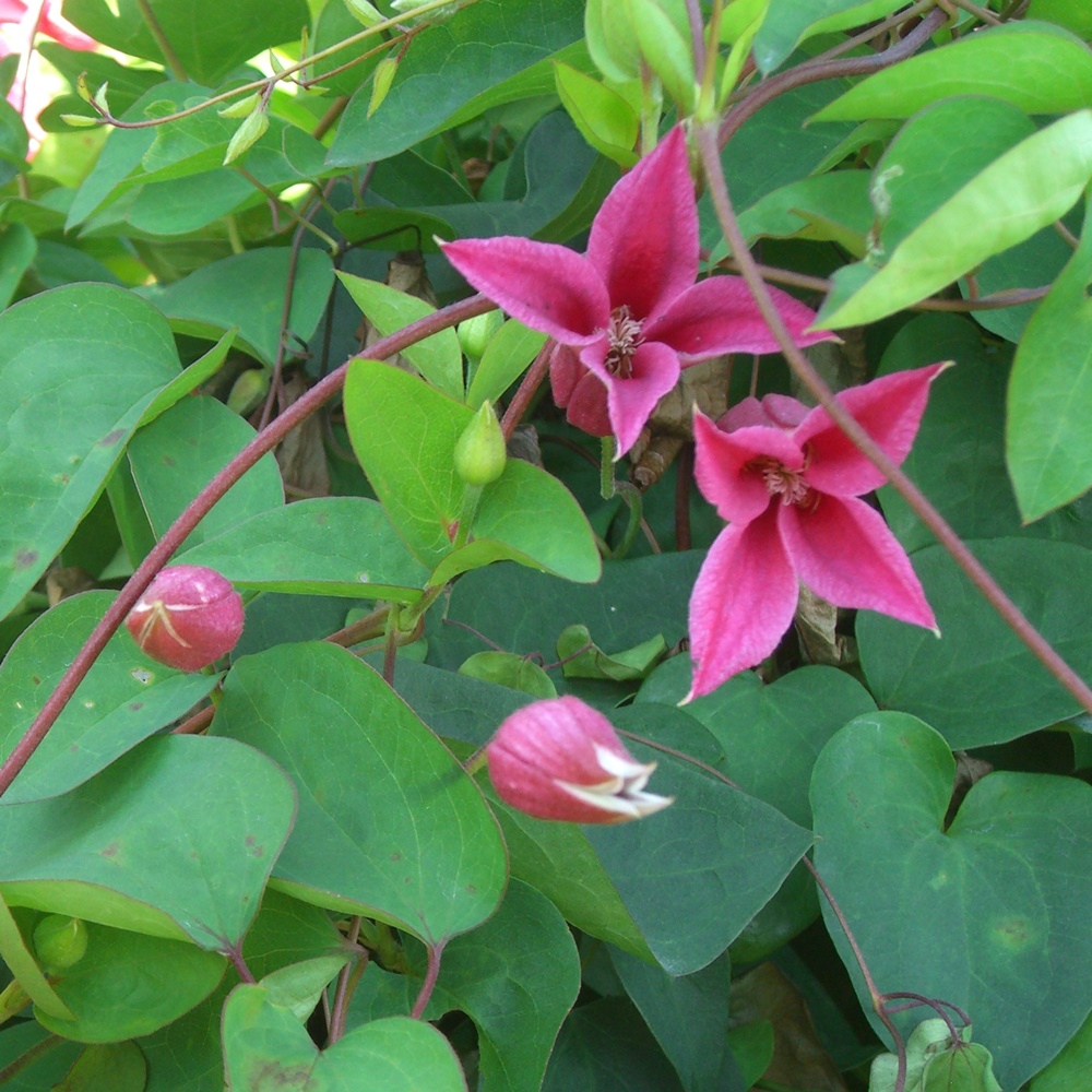 Clematis 'Princess Diana'