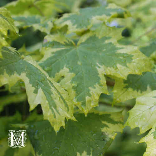 Kirjovaahtera 'Drummondii'