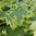 Kirjovaahtera 'Drummondii'