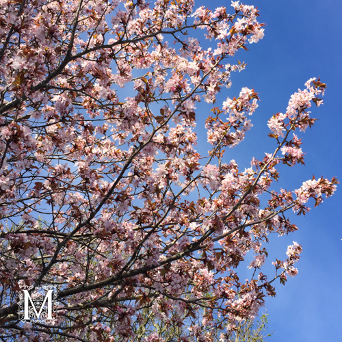 Prunus sargentii