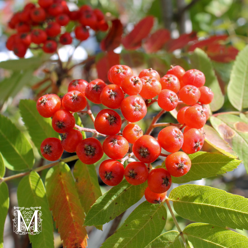 Sorbus aucuparia 'Fastigiata'