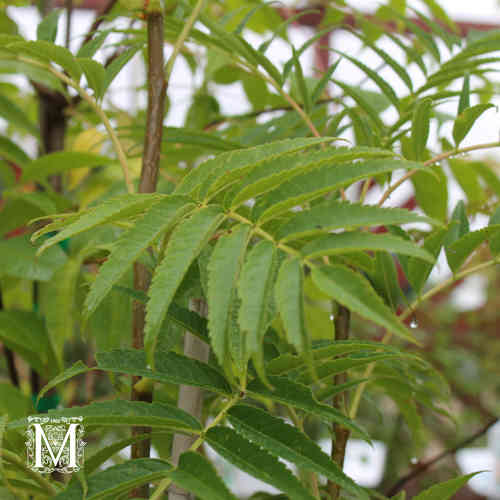 Sorbus 'Dodong'