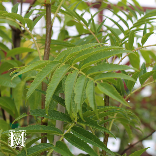 Sorbus 'Dodong'