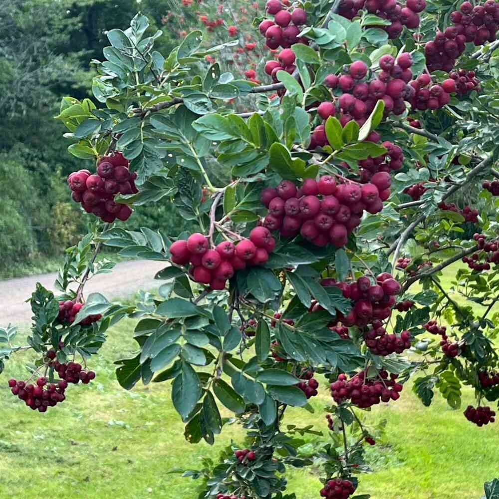 Sorbus 'Granatnaja'