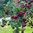 Sorbus 'Granatnaja'