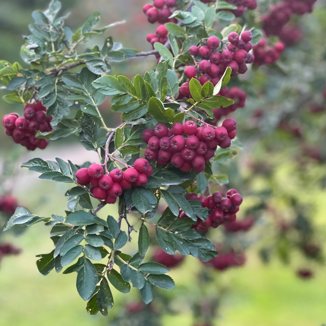 Sorbus 'Granatnaja'