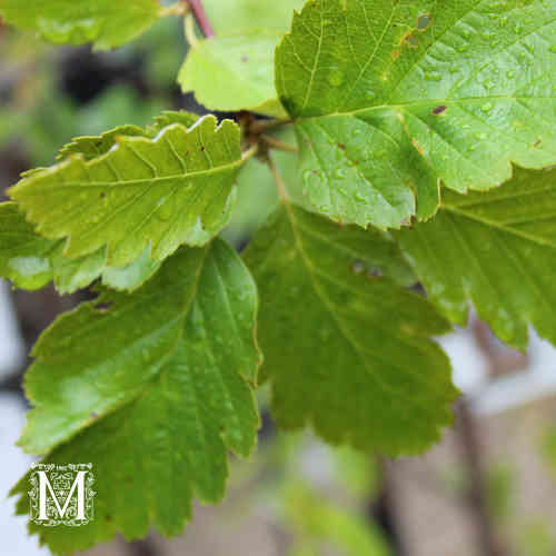 Sorbus intermedia