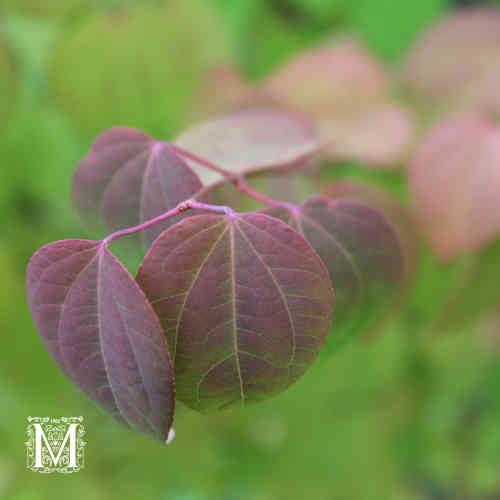 Cercidiphyllum japonicum