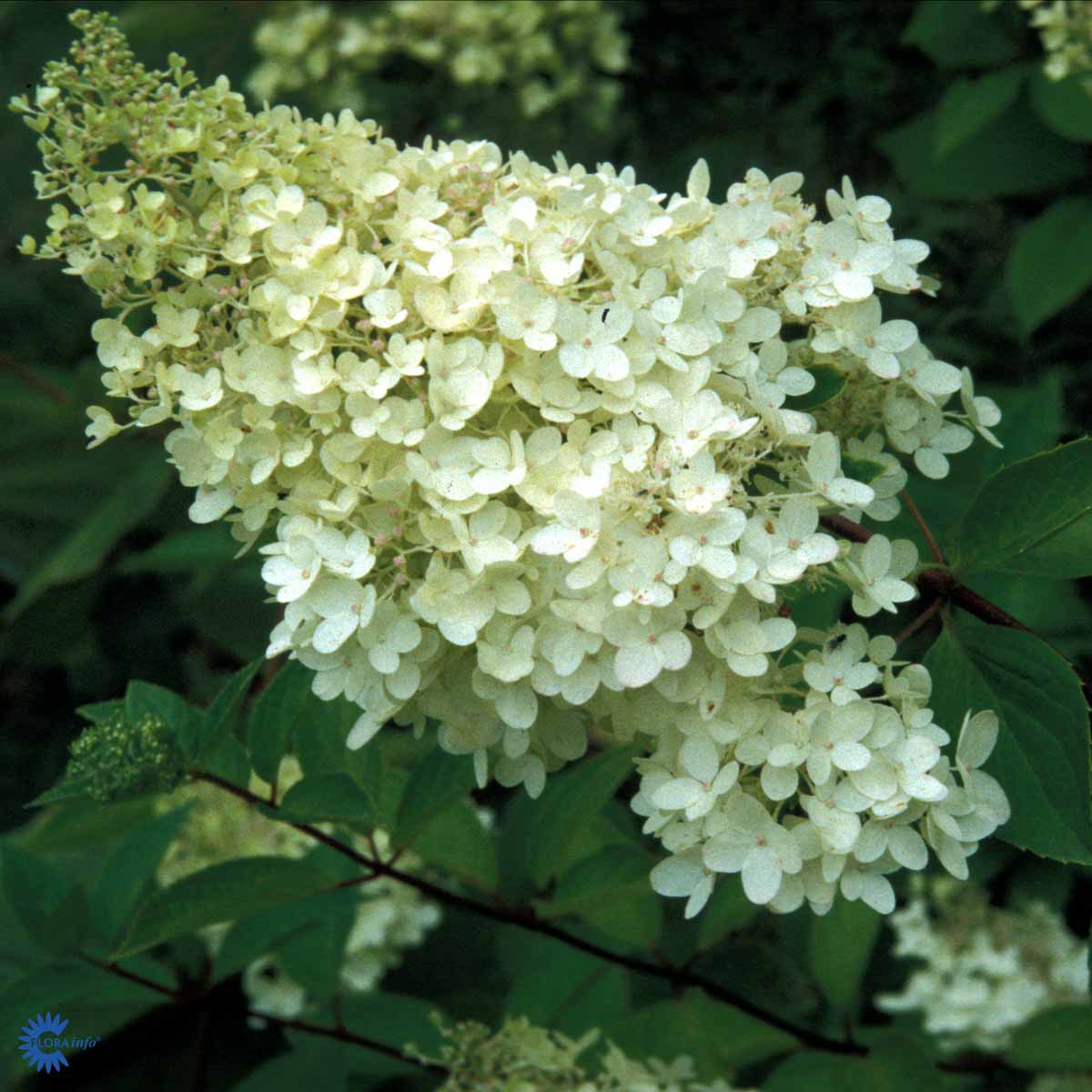 Hydrangea paniculata