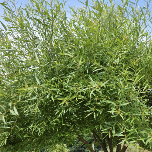 Salix euxina 'Bullata'