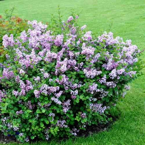 Syringa meyeri