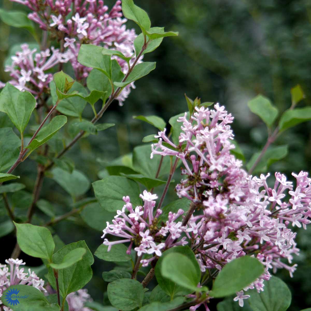 Syringa meyeri
