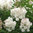 Syringa x henryi