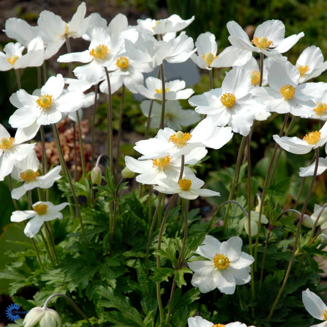 Anemone sylvestris