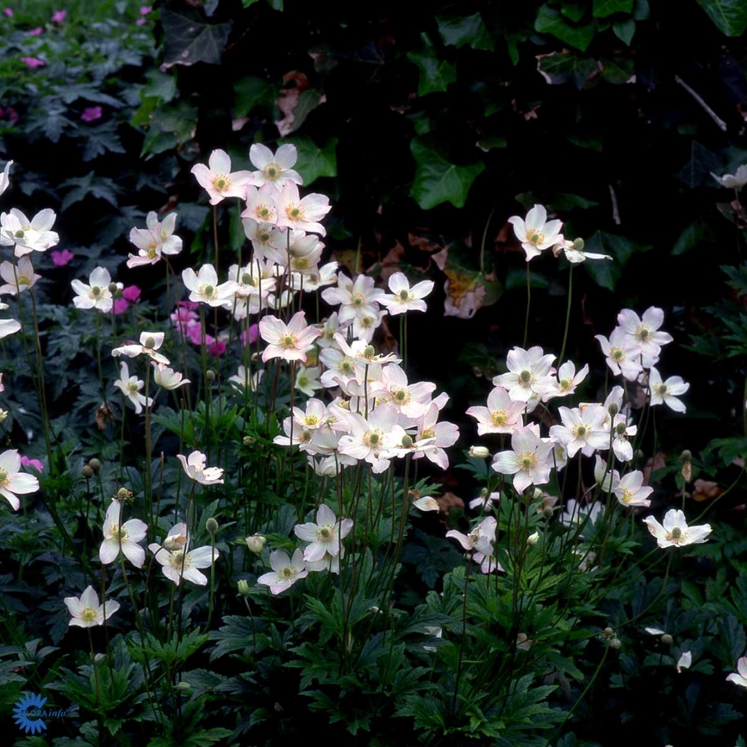 Anemone sylvestris