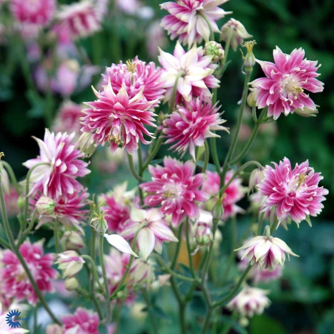 Lehtoakileija 'Nora Barlov'