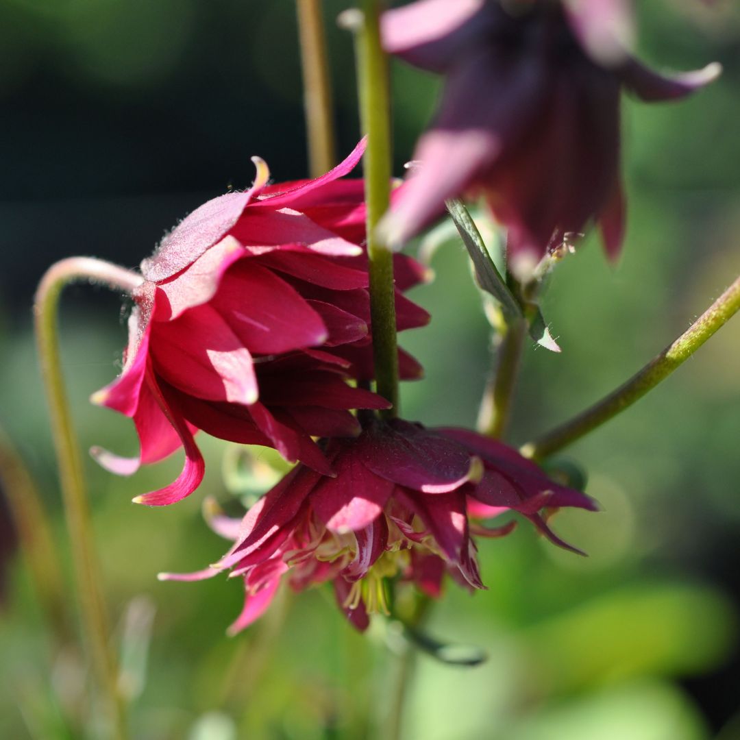 Lehtoakileija  'Ruby Port'