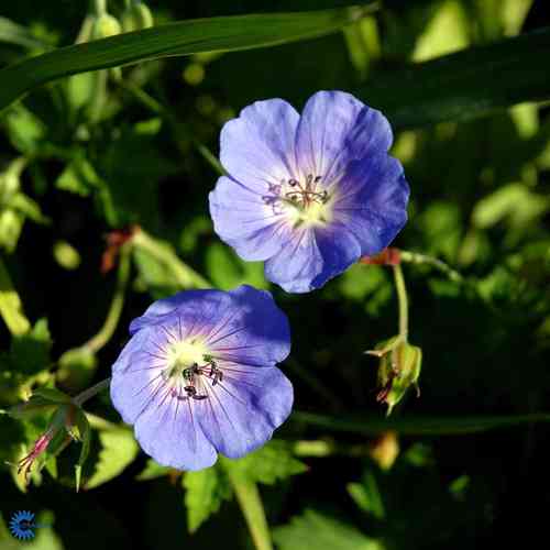 Jalokurjenpolvi 'Rozanne'