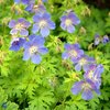 Loistokurjenpolvi 'Johnson´s Blue'