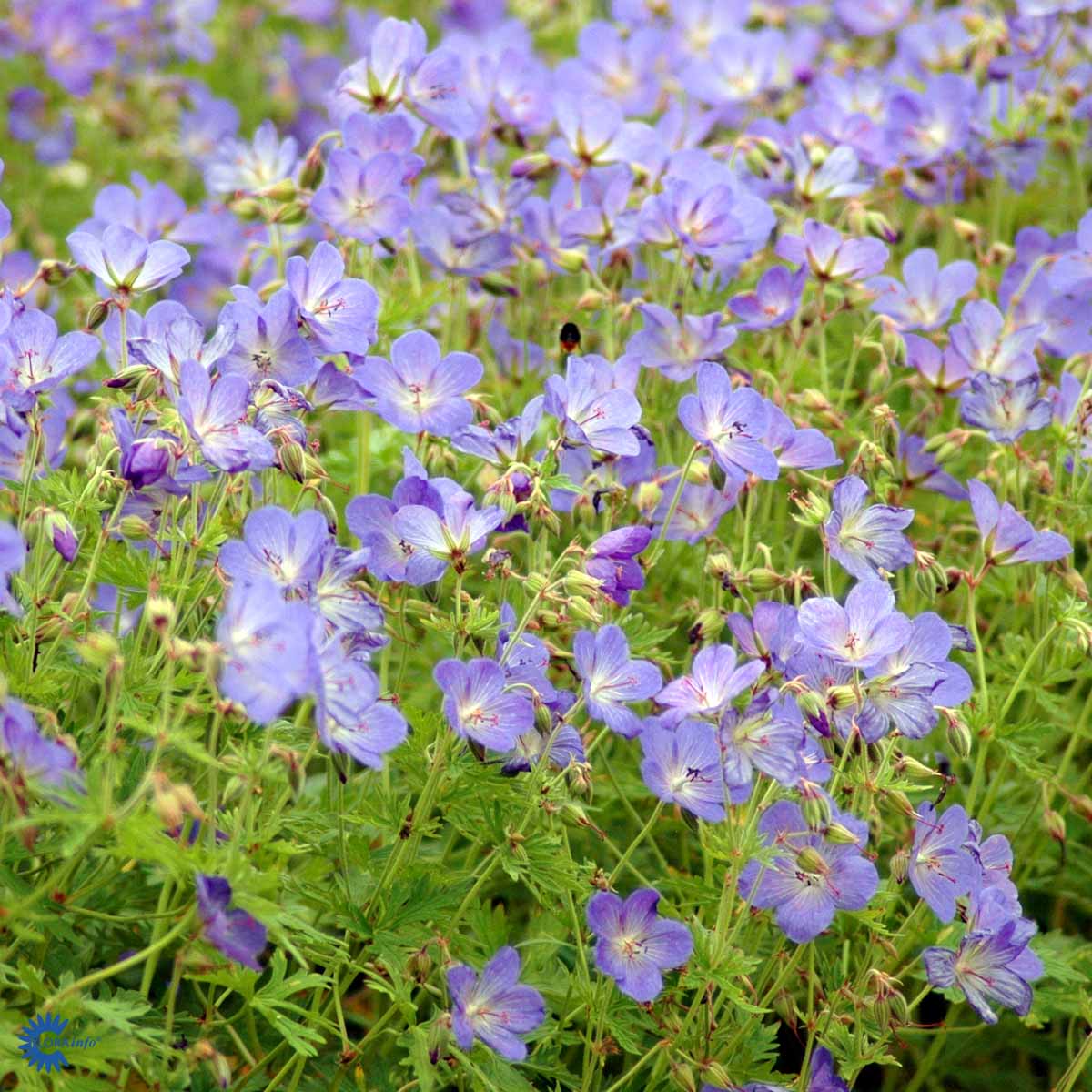 Blånäva `Johnson´s Blue´