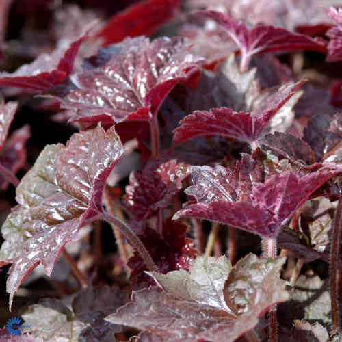 Rödbladig alunrot `Palace Purple´