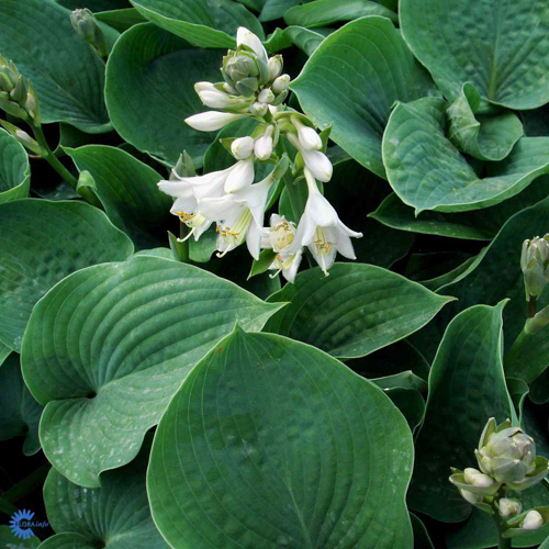 Hosta sieboldiana  'Elegans'