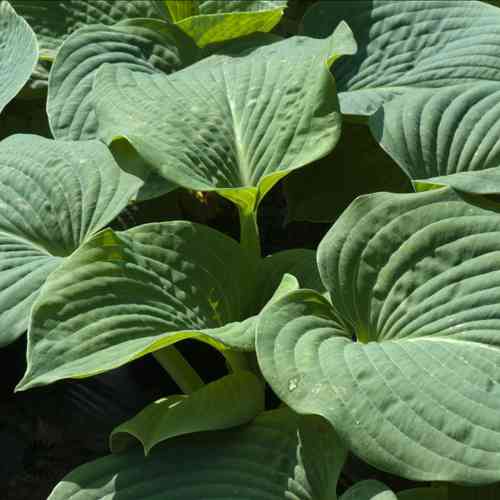 Hosta sieboldiana  'Elegans'