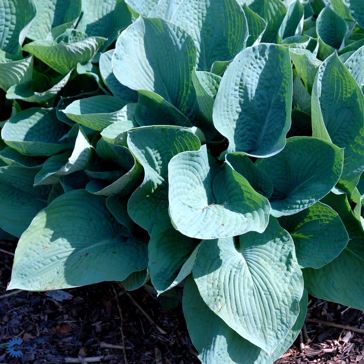 Hosta sieboldiana  'Elegans'
