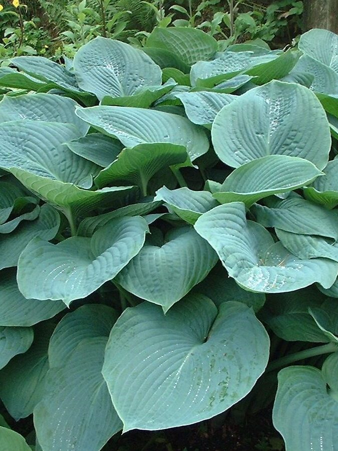 Hosta sieboldiana  'Elegans'