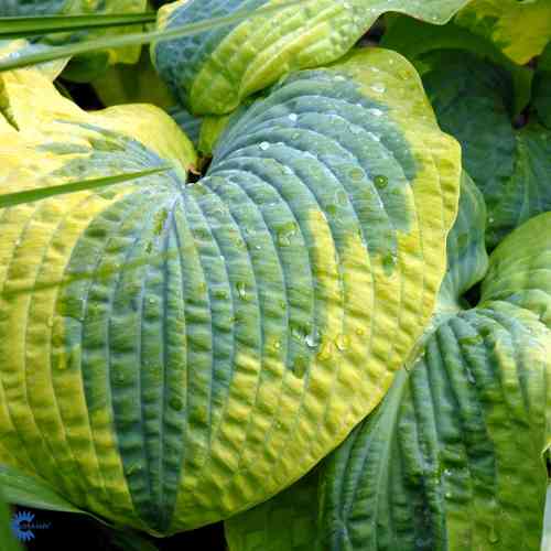 Hosta sieboldiana 'Frances Williams'