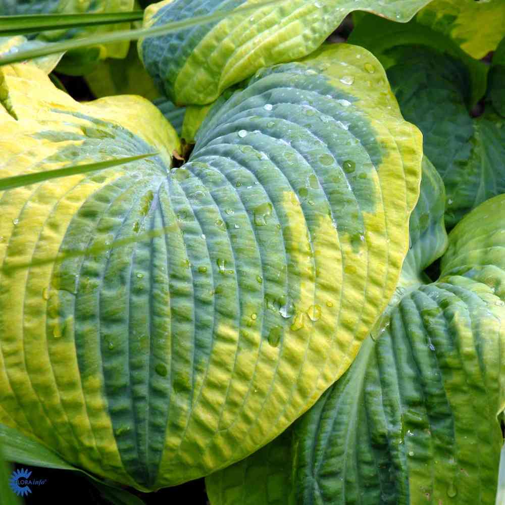 Hosta sieboldiana 'Frances Williams'
