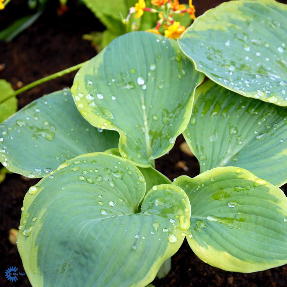 Hosta sieboldiana 'Frances Williams'