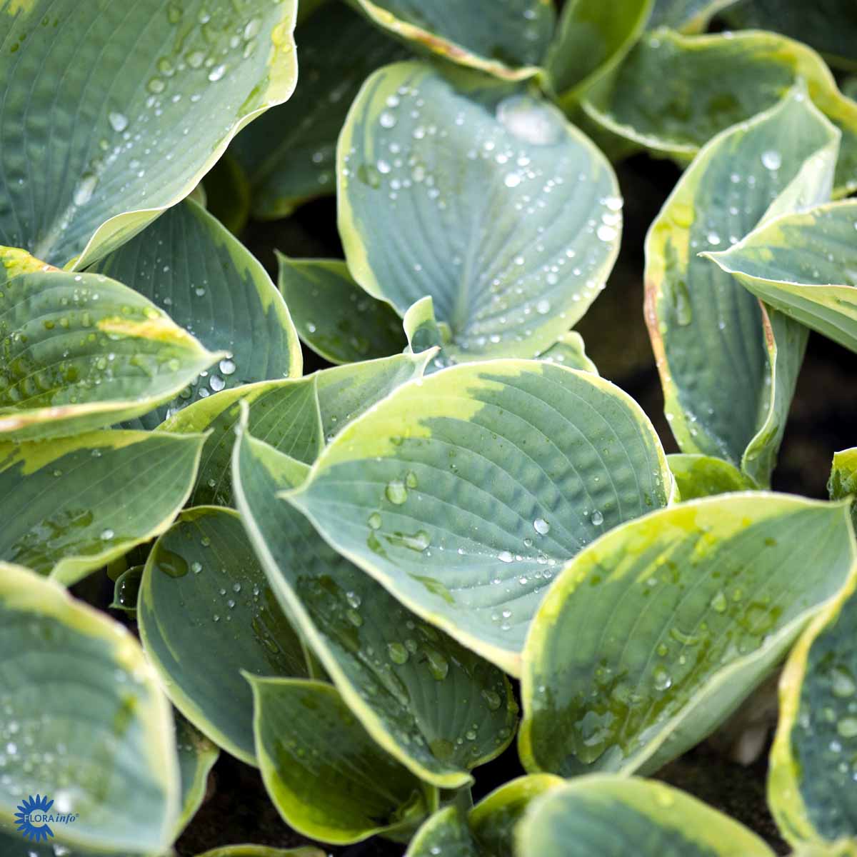 Hosta sieboldiana 'Frances Williams'