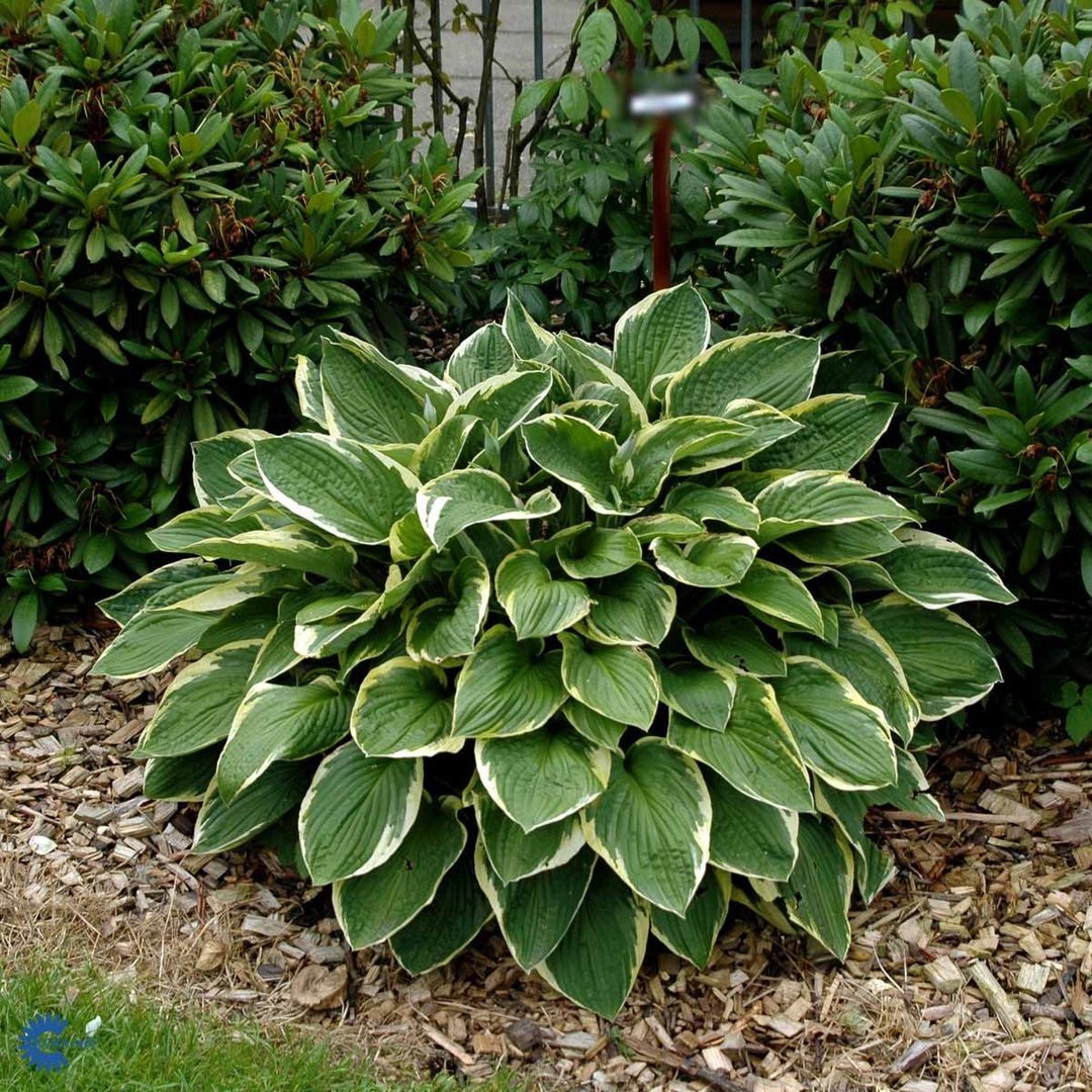 Keltareunakuunlilja 'Aureomarginata'