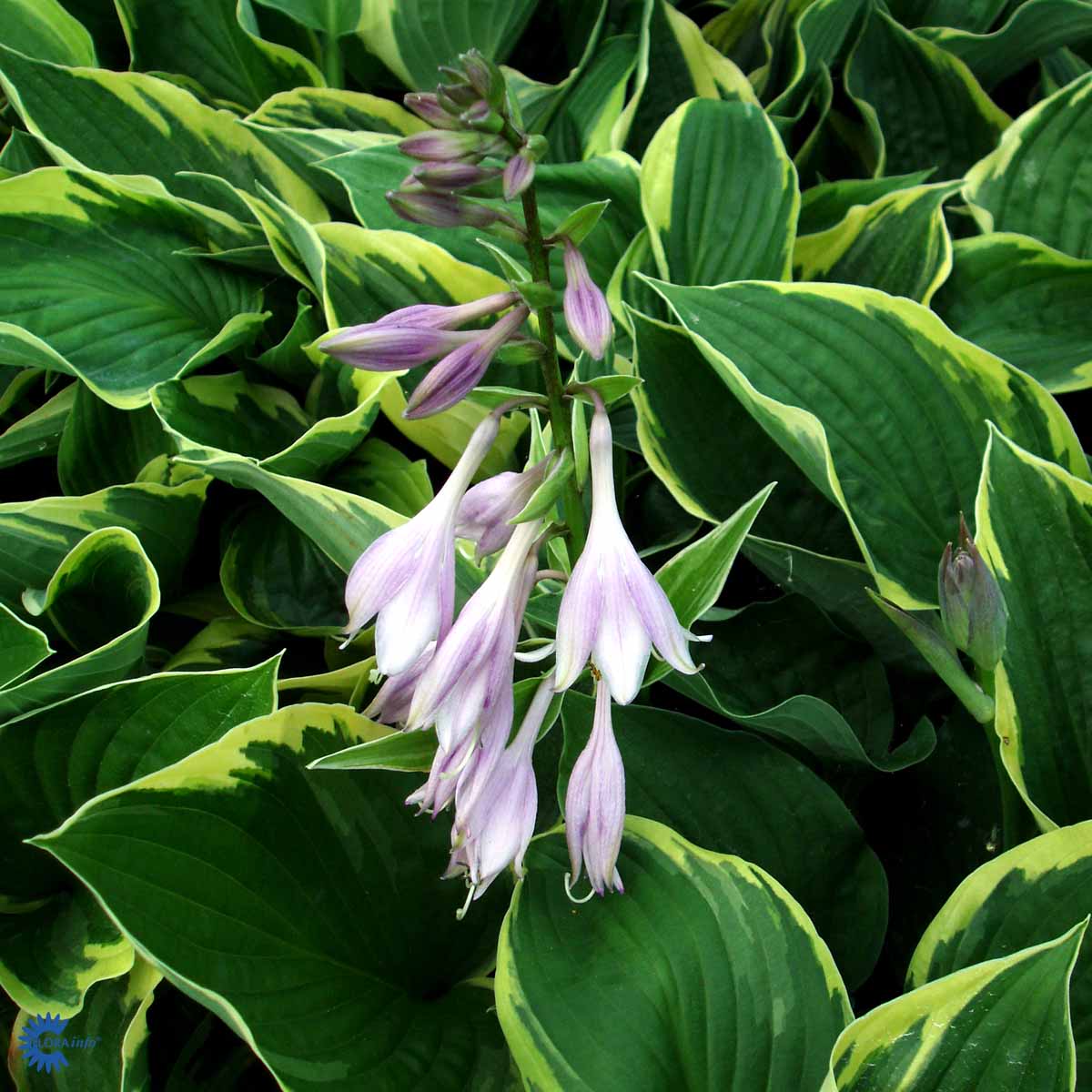 Keltareunakuunlilja 'Aureomarginata'