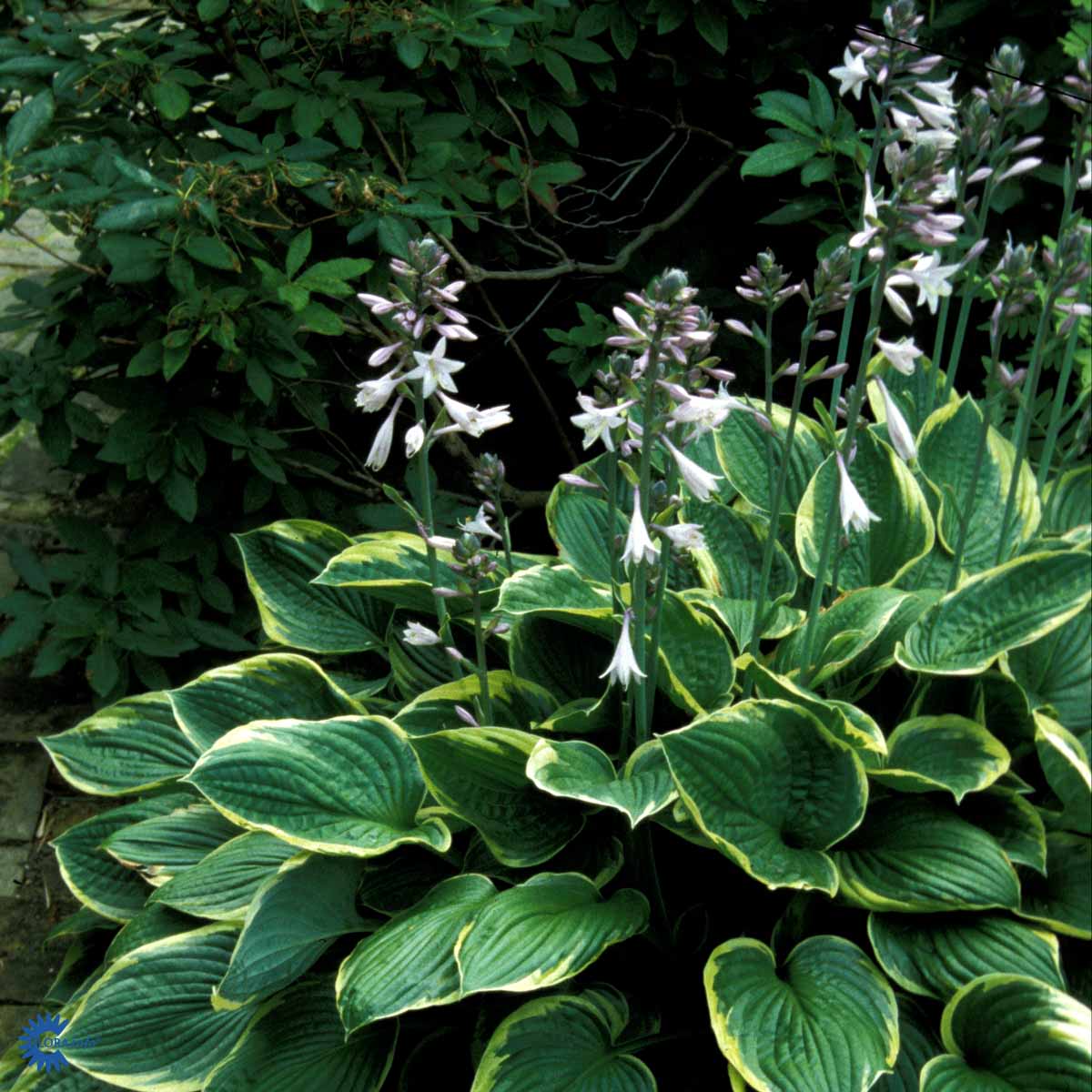 Keltareunakuunlilja 'Aureomarginata'