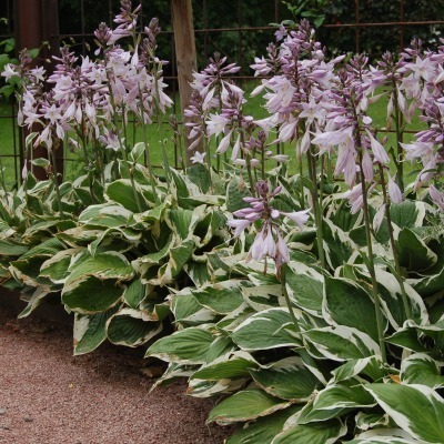 Hosta 'Patriot' Fortunei-Ryhmä